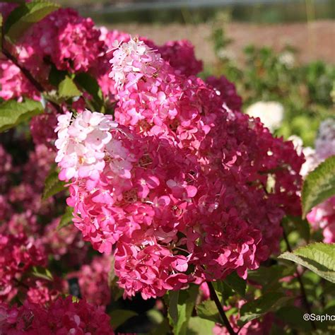 HYDRANGEA paniculata FRAISE MELBA Trees, Shrubs, Perennials Trees & shrubs