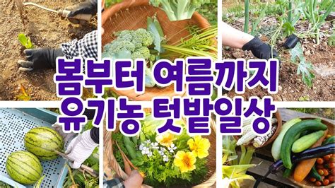 30평 50여가지 텃밭작물 가꾸는법친환경 주말농장 텃밭가꾸기봄에서 여름까지 텃밭끊임없이 심고 수확하는 유기농텃밭 일상