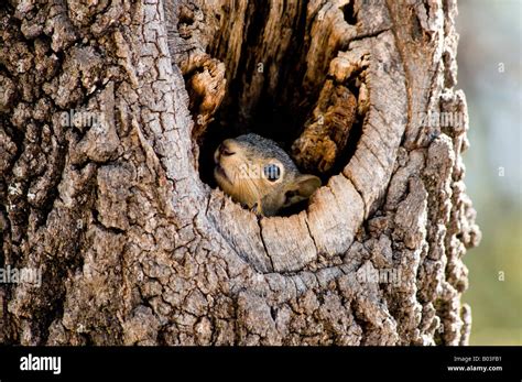 Squirrel nest hi-res stock photography and images - Alamy