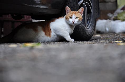 Hal yang Perlu Diperhatikan saat Mengadopsi Kucing Jalanan