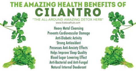 9 Incredible Health Benefits Of Cilantro Live Love Fruit