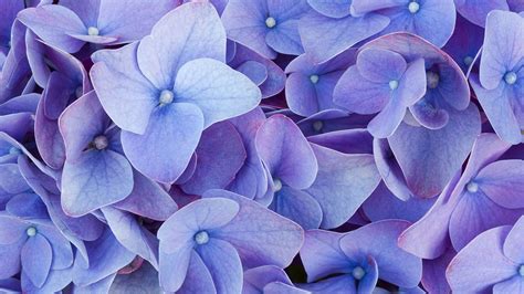 Hortensia Windows Fond D Cran Hd Aper U Wallpaper