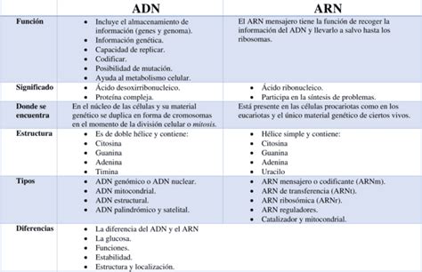 Cuadros Comparativos Del Adn Y Arn Descargar