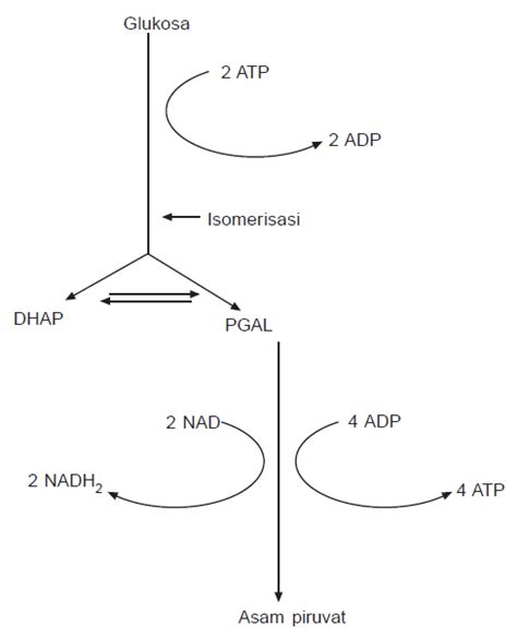 Katabolisme Respirasi Aerob 1 All About Biology