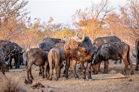 Big African Buffalo in the Middle of a Herd Stock Photo - Image of cape ...