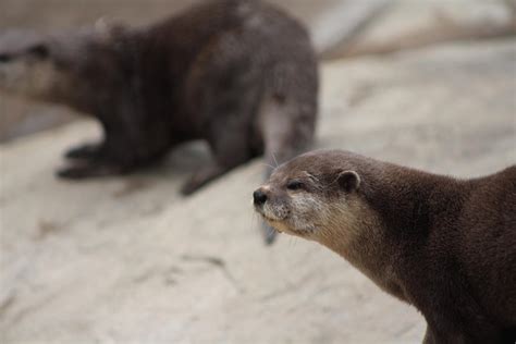 Freshwater Otter by smoothpyrogen on DeviantArt