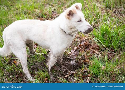 White Dog Stained In Mud Among Green Grass Stock Photo Image Of White