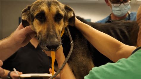 Humane Society Of Missouri Rescues Starving Dogs