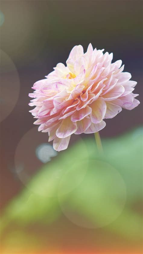 Pink Flower IPhone Wallpapers Wallpaper Cave