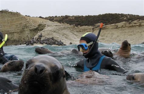 Snorkeling Con Lobos Marinos Argentina Visi N