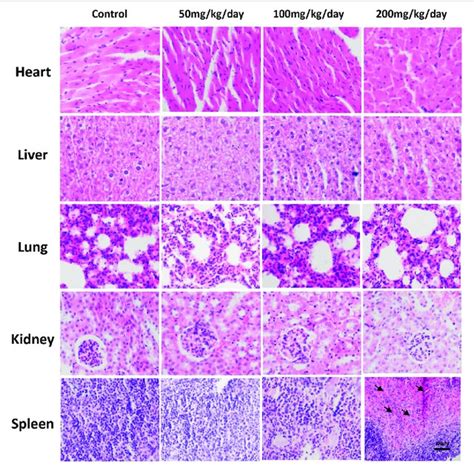 Histopathological Study Of Mouse Major Organs Following Oral