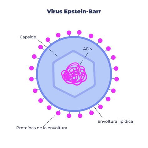 Virus Epstein Barr Genotipia