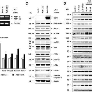 Ad5 CCN1 Induced HSC Apoptosis A Western Blot Analysis Showing That