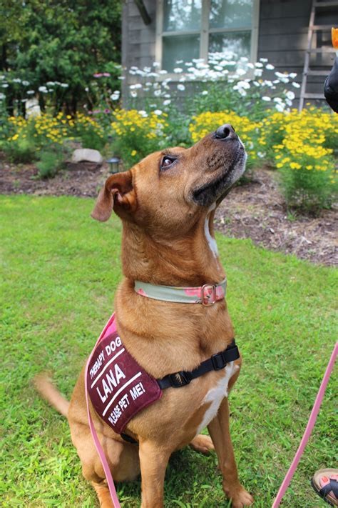 Therapy Dog Training and Certification — Infinite Possibilities Animals Inc.