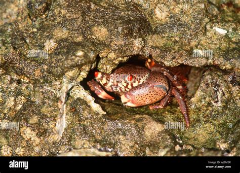 Rock Crab (Cancer irroratus) Hiding in a Rock Crevice Stock Photo - Alamy