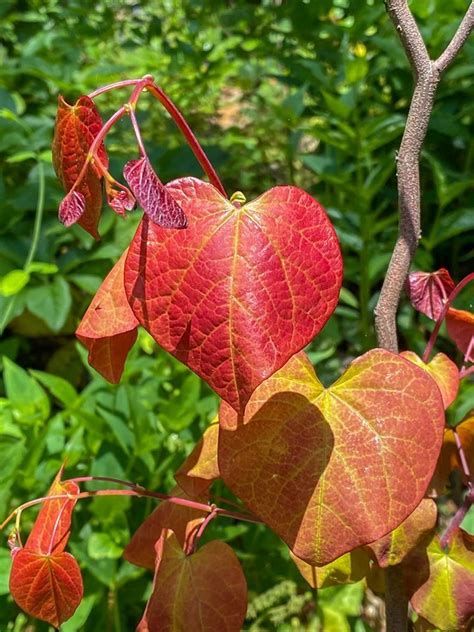 Plantfiles Pictures Cercis Redbud Flame Thrower Cercis Canadensis