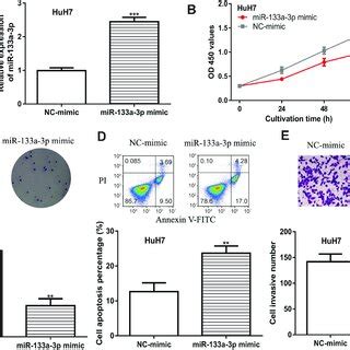 Mir A P Overexpression Inhibits Hcc Cell Growth And Invasion