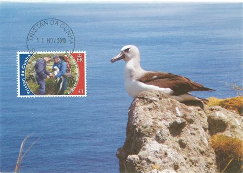 Philatelic of Birds: Conservation in Tristan da Cunha (2)