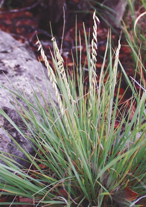 Black Grama Native American Seed