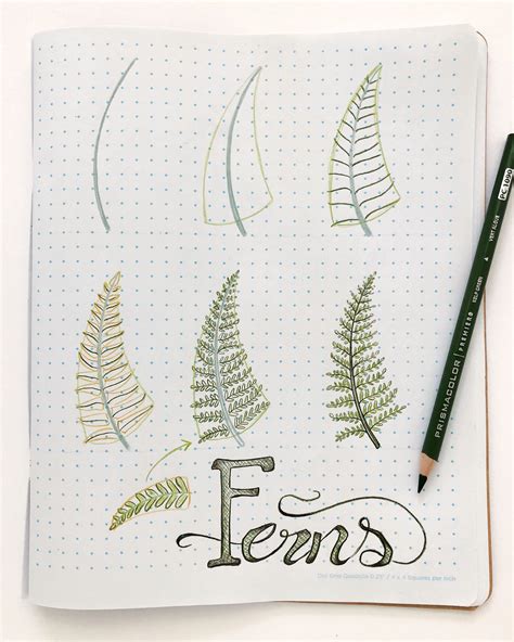 how to draw ferns