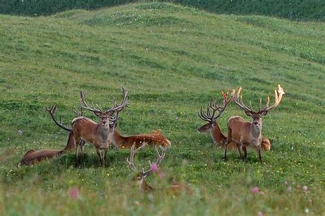 Caucasian Red Deer Anna Andreeva Flickr