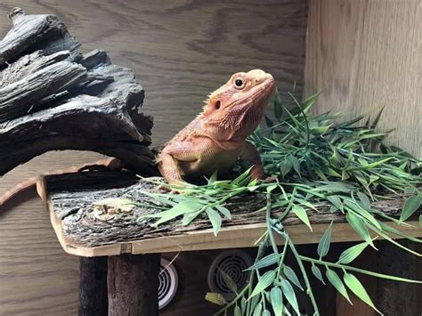 5 Effective Tips And Tricks For A Bearded Dragon Basking Platform