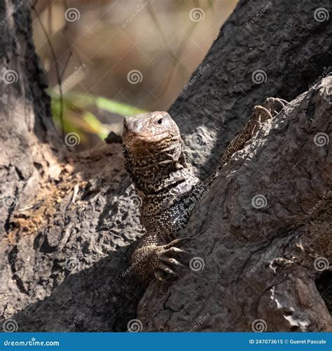 Bengal Monitor, Lizard Hidden in a Hole Stock Image - Image of
