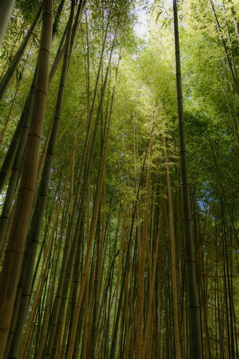 Bamboo Forest