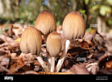 L Inkcap L Coute Coprinellus Micaceus Anciennement Coprinus