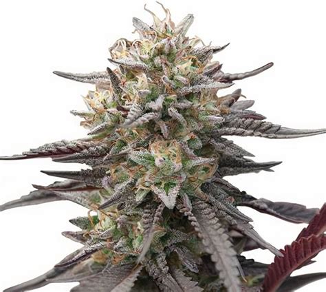 Green Crack Punch Cannabis Seeds Royal King Seeds Feminized