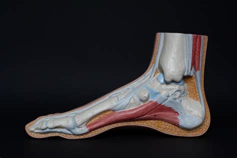 classification  tendon injuries singapore sports  orthopaedic clinic