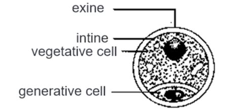 Draw a labelled diagram of the sectional view of a mature pollen grain of..