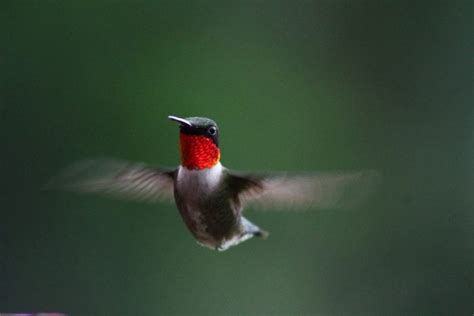 Rainbow Flyers: Brilliant Hummingbird Colors - Birds and Blooms