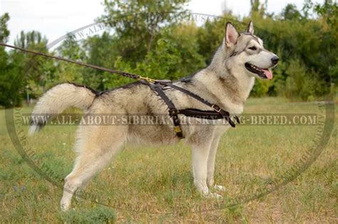 Multi Task Leather Pulling Harness For Siberian Husky H51041