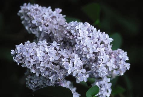 President Grevy Lilac Plant Library Pahls Market Apple Valley Mn