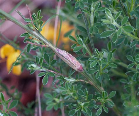 Cytisus Scoparius L Wimm Pflanzengallen Dr Hans Buhr