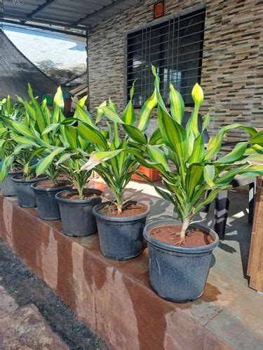 indoor plants house indoor plant manufacturer  pune