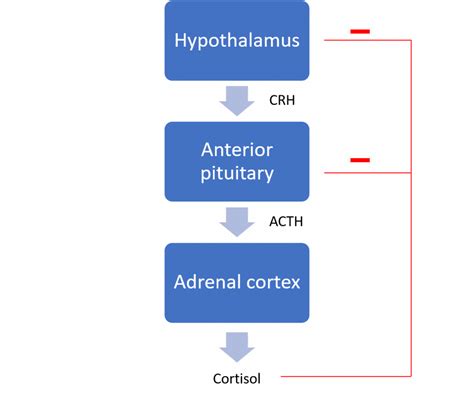 Acth And Cortisol Actions Regulation Teachmephysiology