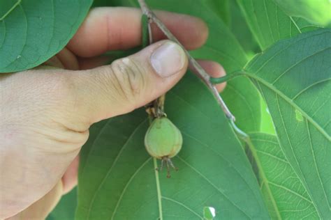 Passiflora Magnoliifolia From Agroparque Sabio Mutis On April