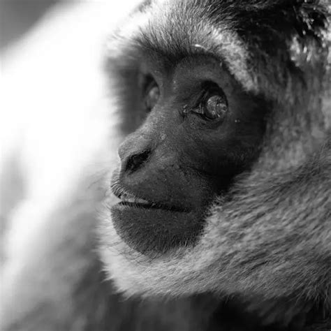 Silvery Gibbon - Facts, Diet, Habitat & Pictures on Animalia.bio