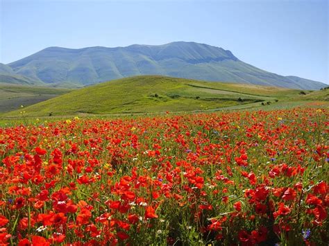 I Meravigliosi Campi Fioriti Di Castelluccio Di Norcia Italian