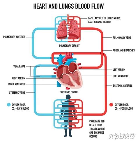 Diagram Showing Heart And Lungs Blood Flow Posters For The Wall