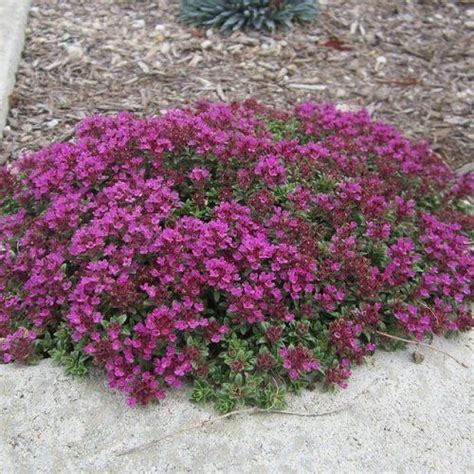 Best Types Of Creeping Thyme Varieties Balcony Garden Web Growing