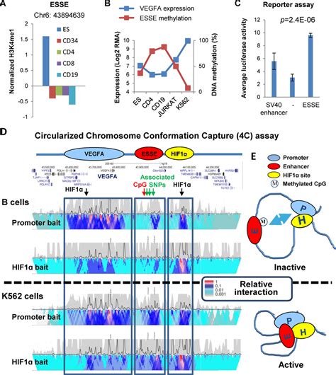 A Hypomethylated Esse Regulates Vegfa Expression A H K Me Mark Of An