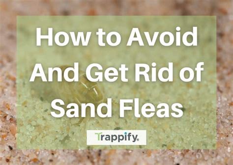 How To Avoid And Get Rid Of Sand Fleas Trappify