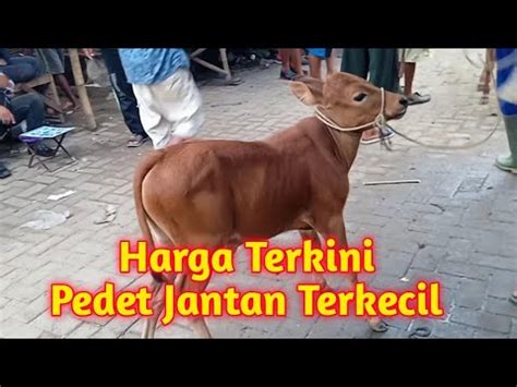 Review Sapi Pedet Jantan Terkecil Pasar Lenteng Sumenep Madura YouTube