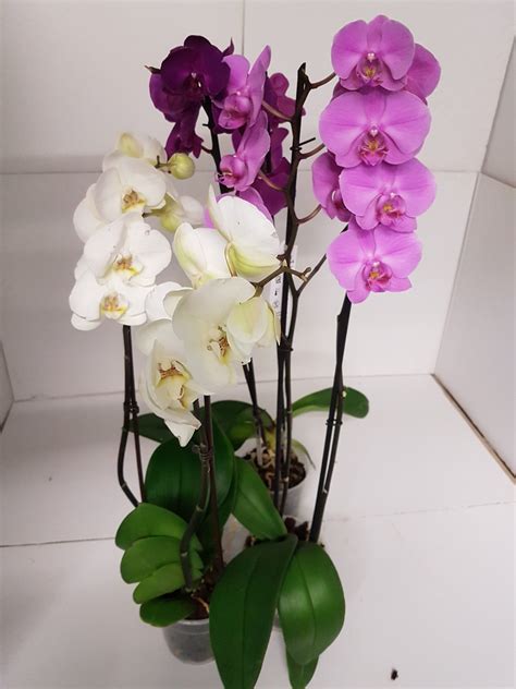 Trois Pots Orchid Es Mixtes Flor Al