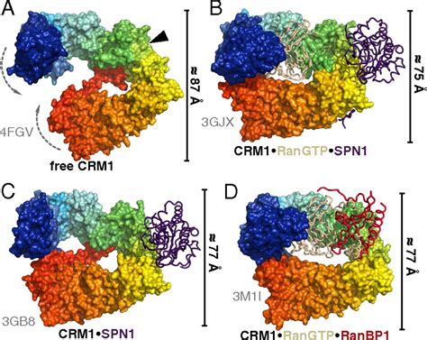 Structural Basis For Cooperativity Of Crm1 Export Complex Formation Pnas