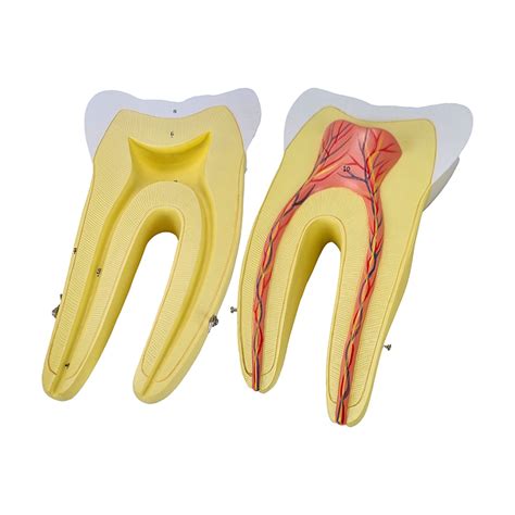 Arquivos raiz dupla MogiGlass Anatomia e Simulação