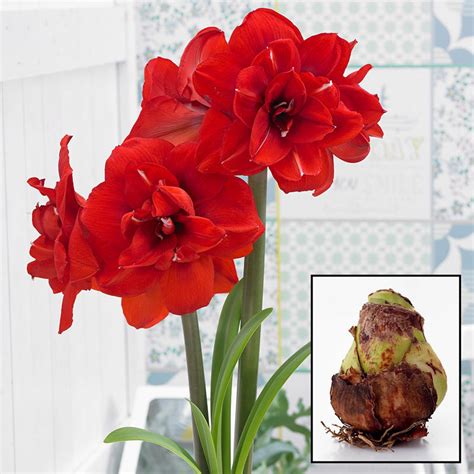 Double King Amaryllis Bulb Shop Online Brecks Ts